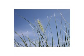 Pennisetum alopecuroides little honey