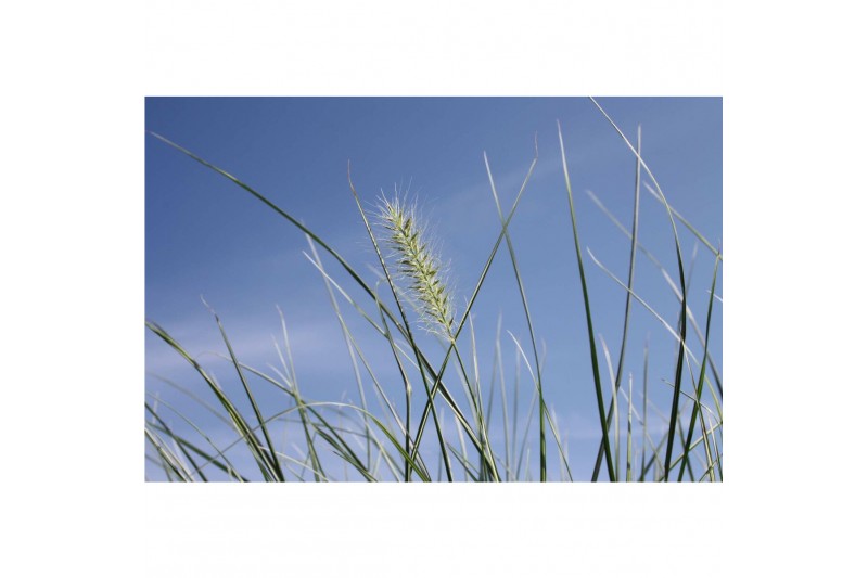 Pennisetum alopecuroides little honey 