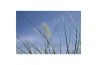 Pennisetum alopecuroides little honey
