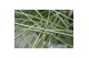 Pennisetum alopecuroides little honey 