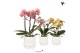 Phalaenopsis multiflora 3 tak in owl pot white kolibri orchids 