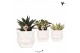 Succulenten mix in owl pot white kolibri greens 