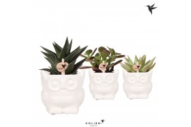 Succulenten mix in owl pot white kolibri greens