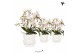 Phalaenopsis multiflora wit 4 tak liberty in owl pot white kolibri orc 