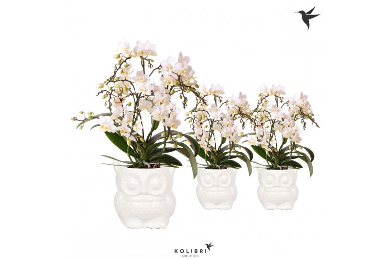 Phalaenopsis multiflora wit 4 tak liberty in owl pot white kolibri orc 
