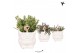 Rhipsalis mix Kolibri Greens in Owl pot white 