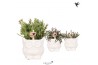 Rhipsalis mix Kolibri Greens in Owl pot white