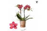 Phalaenopsis multiflora rood Kolibri Orchids Blossom - Congo - 2 tak, 
