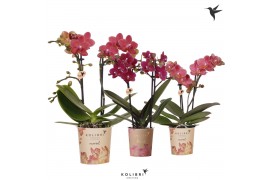 Phalaenopsis multiflora oranje Kolibri Orchids - Rood - 2 tak, 16+