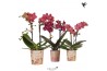 Phalaenopsis multiflora oranje Kolibri Orchids - Rood - 2 tak, 16+