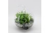 Arrangementen kamerplanten GRCR-2542 Green Essentials Terrarium 3 pp
