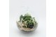 Arrangementen kamerplanten ESCR-2502W Essentials terrarium 2 pp 