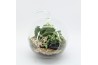 Arrangementen kamerplanten ESCR-2502W Essentials terrarium 2 pp