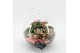Arrangementen kamerplanten ESCR-2502RZ Essentials terrarium 2 pp 
