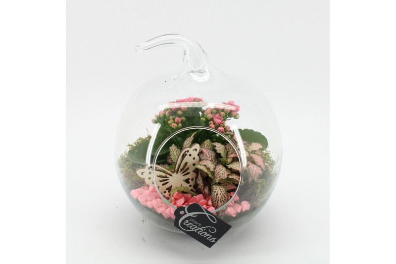 Arrangementen kamerplanten ESCR-2502RZ Essentials terrarium 2 pp 