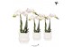 Phalaenopsis multiflora wit 2 tak in owl pot white kolibri orchids 