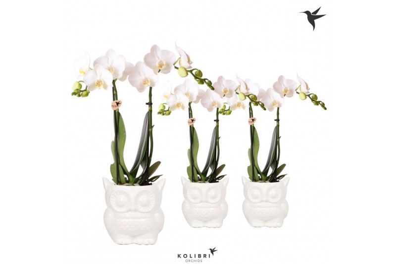 Phalaenopsis multiflora wit 2 tak in owl pot white kolibri orchids 