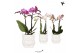 Phalaenopsis multiflora 2 tak in owl pot white kolibri orchids 