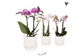 Phalaenopsis multiflora 2 tak in owl pot white kolibri orchids