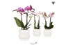 Phalaenopsis multiflora 2 tak in owl pot white kolibri orchids