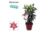 Lilium oriental reeleeze roze decorum