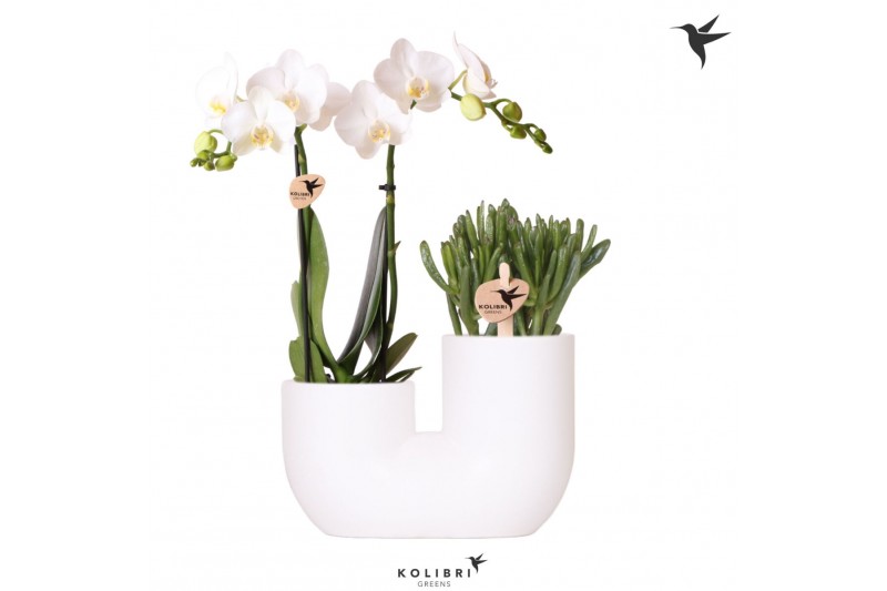 Arrangementen phalaenopsis multiflora Kolibri Orchids - Phalaenopsis & Arrangementen phalaenopsis multiflora Kolibri Orchids - Phalaenopsis &