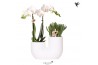 Arrangementen phalaenopsis multiflora Kolibri Orchids - Phalaenopsis &