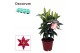 Lilium oriental magny cours decorum 