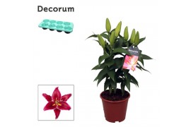 Lilium oriental magny cours decorum