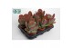Kalanchoe thyrsiflora 