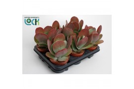 Kalanchoe thyrsiflora