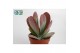 Kalanchoe thyrsiflora 