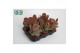 Kalanchoe thyrsiflora 