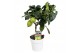 Citrus limon 