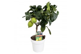 Citrus limon