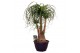 Beaucarnea recurvata vertakt 