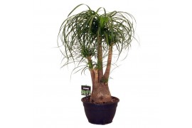 Beaucarnea recurvata vertakt