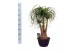 Beaucarnea recurvata vertakt 