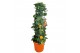 Citrus microcarpa Citrus calamondin piramide 