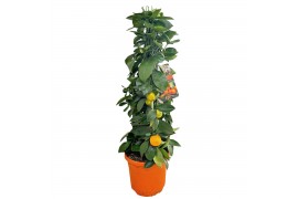 Citrus microcarpa Citrus calamondin piramide