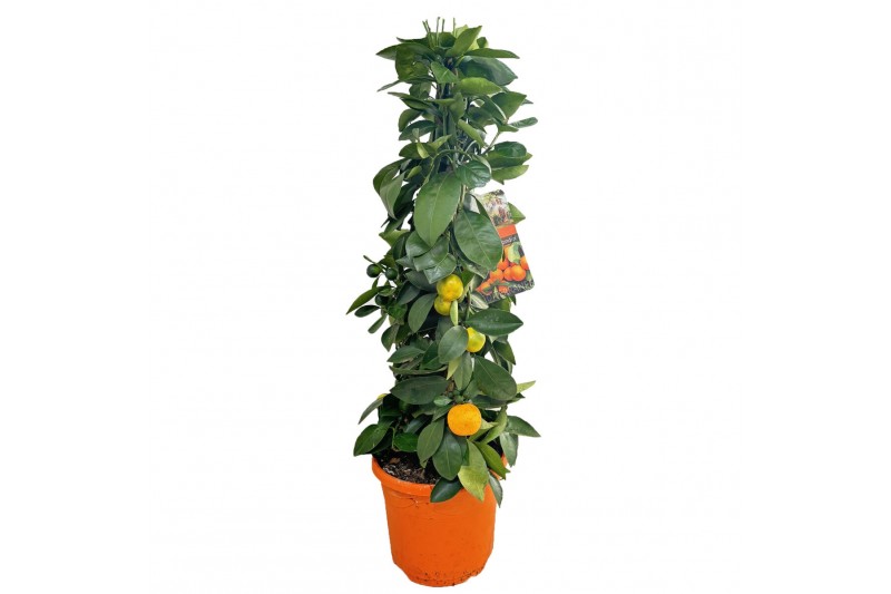 Citrus microcarpa Citrus calamondin piramide 