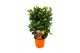 Citrus microcarpa Citrus calamondin 