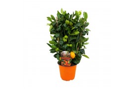 Citrus microcarpa Citrus calamondin