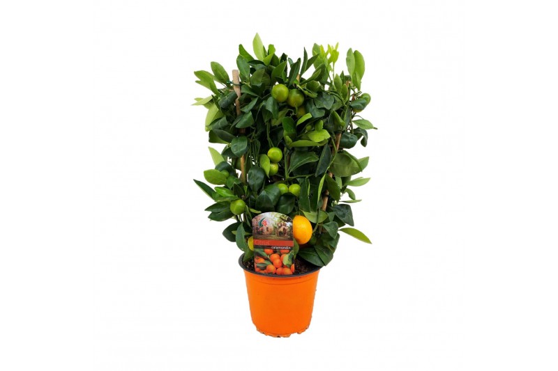 Citrus microcarpa Citrus calamondin 