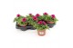 Petunia ggg sunpleasure purple Petunia Purple 1 pp 