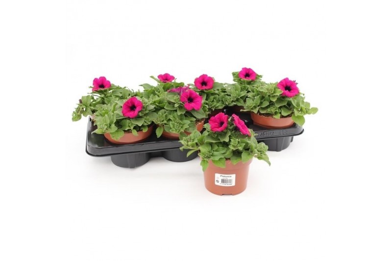Petunia ggg sunpleasure purple Petunia Purple 1 pp 