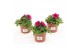 Petunia ggg sunpleasure purple Petunia Purple 1 pp 
