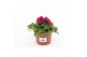 Petunia ggg sunpleasure purple Petunia Purple 1 pp 