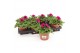 Petunia ggg sunpleasure purple Petunia Purple 1 pp 