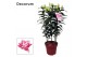 Lilium oriental roselily samantha decorum 